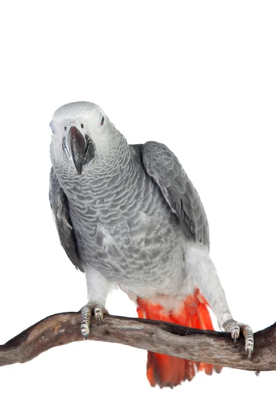 Pretty red-tailed gray parrot — Stock Photo, Image