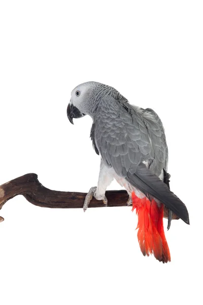 Dość red-tailed szary papuga — Zdjęcie stockowe