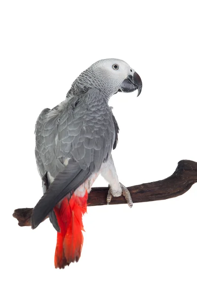 Pretty red-tailed gray parrot — Stock Photo, Image