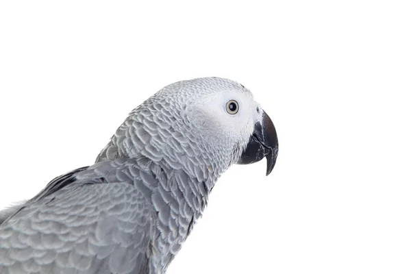 Joli perroquet gris à queue rouge — Photo
