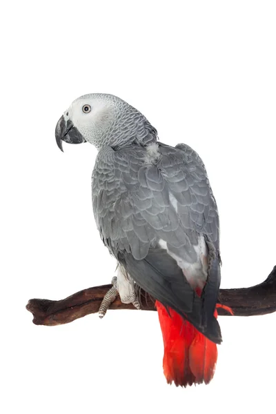 Pretty red-tailed gray parrot — Stock Photo, Image