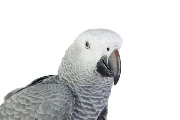 Szép piros farkú szürke papagáj — Stock Fotó