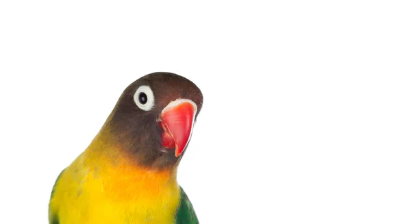 Papagaio agradável com bico vermelho — Fotografia de Stock