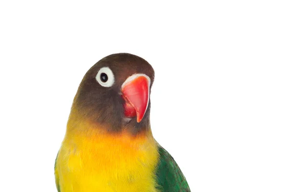Красивый попугай с красным клювом — стоковое фото