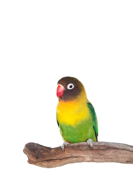 Nice parrot with red beak — Stock Photo, Image