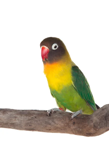 Nice parrot with red beak — Stock Photo, Image