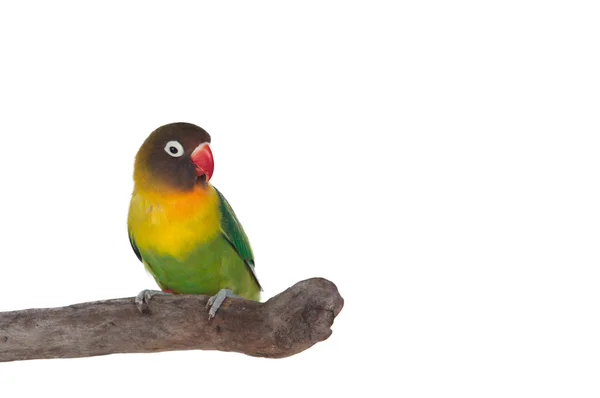 Kırmızı gagası ile güzel papağan — Stok fotoğraf