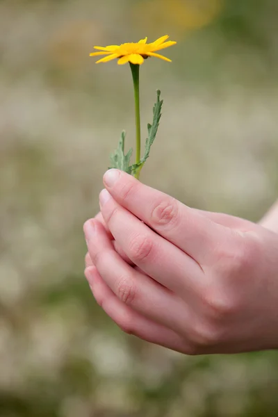 Hand picking a yellow flower — Stock Photo, Image