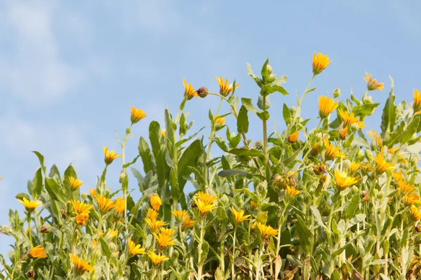 Yellow wild flowers — Stock Photo, Image