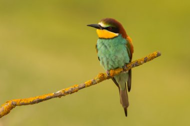 küçük kuş tünemiş 