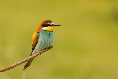 küçük kuş tünemiş 