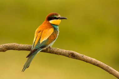 Güzel kuş tüyü ile küçük kuş  