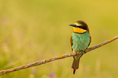 küçük kuş tünemiş 