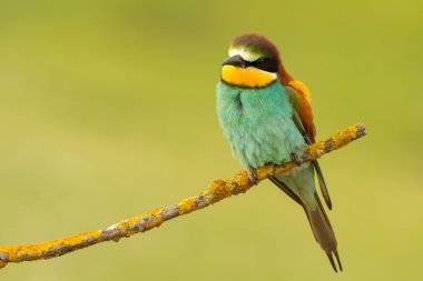 küçük kuş tünemiş 