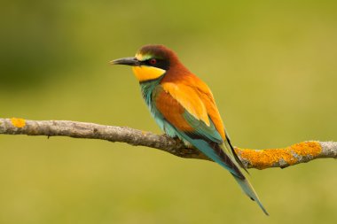 Güzel kuş tüyü ile küçük kuş  