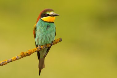 küçük kuş tünemiş 