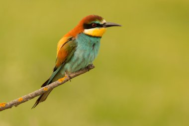 küçük kuş tünemiş 