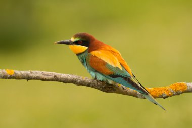 bir dal üzerinde tünemiş küçük kuş