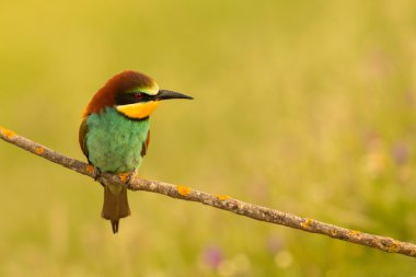 küçük kuş tünemiş 