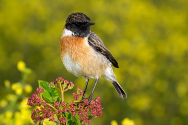 Doğada güzel yabani kuş 