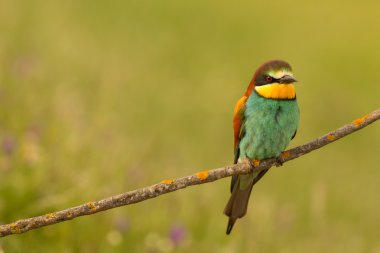 küçük kuş tünemiş 