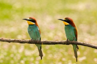 Bee-eaters dalı çifti