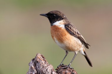 Doğada güzel yabani kuş 