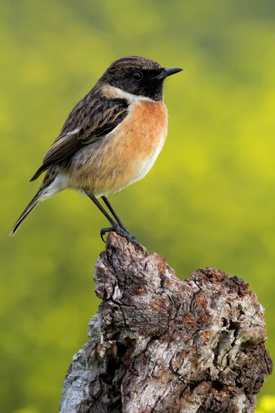 Schöner Wildvogel in der Natur — Stockfoto