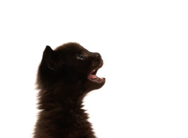 Gatinho preto bonito — Fotografia de Stock