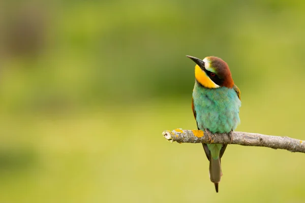 Kleiner Vogel mit schönem Gefieder — Stockfoto