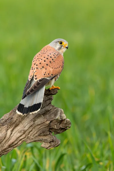 Beautiful bird of prey — Stock Photo, Image
