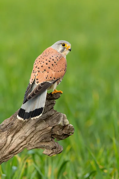 Bellissimo uccello rapace — Foto Stock