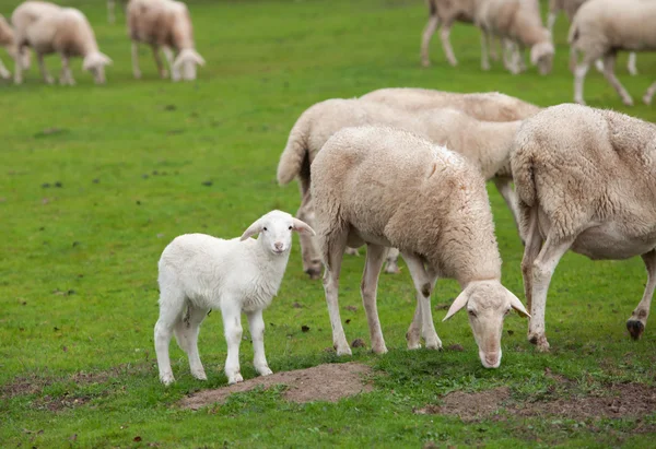 Schafe grasen auf der grünen Wiese — Stockfoto