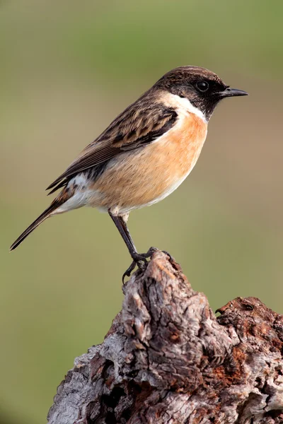 Schöner Wildvogel in der Natur — Stockfoto