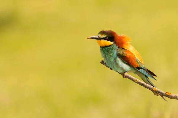 Pequeno pássaro empoleirado — Fotografia de Stock