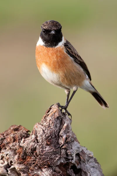 Bel oiseau sauvage dans la nature — Photo