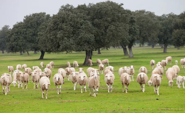 Ovelhas pastando no prado verde — Fotografia de Stock