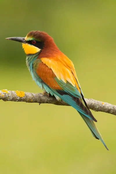 Pássaro pequeno com plumagem agradável — Fotografia de Stock