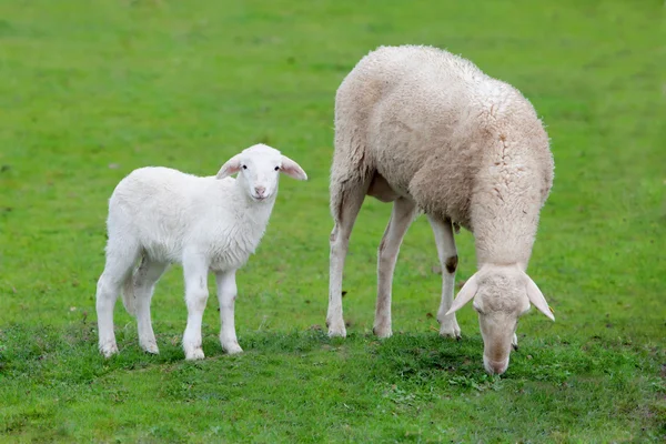 Pecore al pascolo sul prato verde — Foto Stock