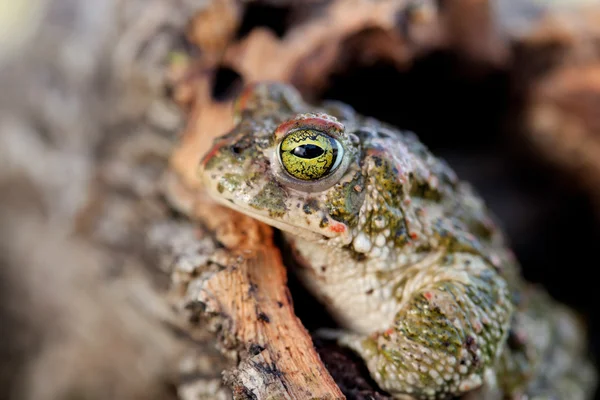 녹색 불 룩 한 눈을 가진 개구리 — 스톡 사진