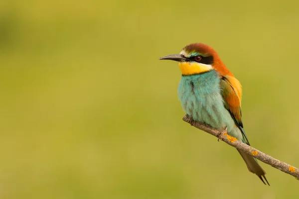 Small bird perched — Stock Photo, Image