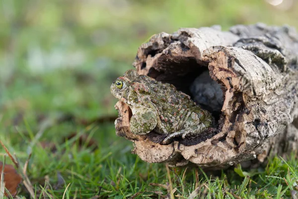 Frog with bulging green eyes — Stock Photo, Image