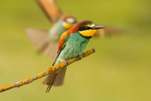 Bee-eater on branch and partner comes flying — Stock Photo, Image