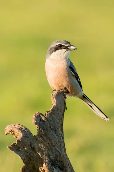 Mały ptak siedzący — Zdjęcie stockowe