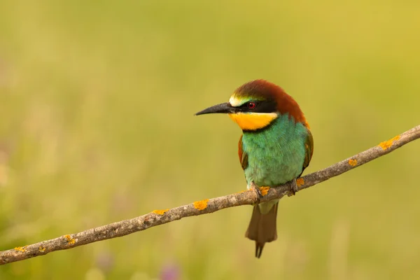 Kleiner Vogel gehockt — Stockfoto