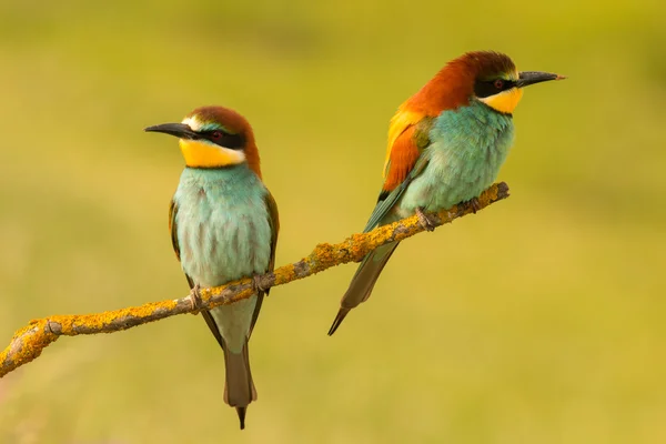 지점에 bee-eaters의 쌍 — 스톡 사진