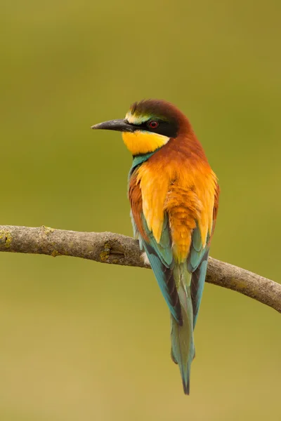 Kleine vogel met mooi verenkleed — Stockfoto