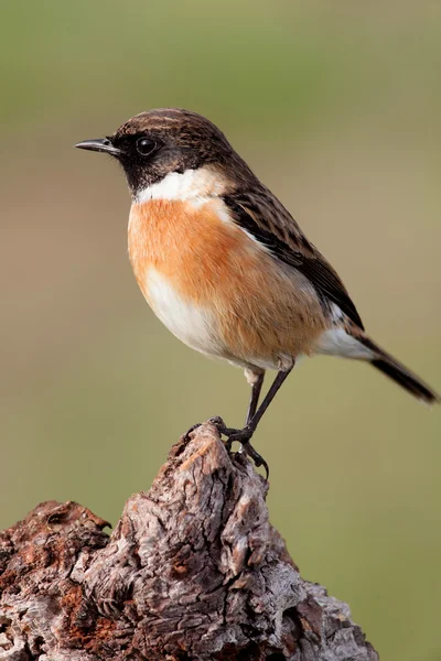Krásný pták volně žijící v přírodě — Stock fotografie