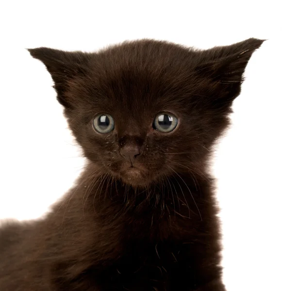 Lindo gato negro — Foto de Stock