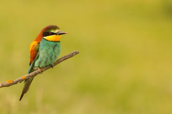 Small bird perched — Stock Photo, Image